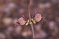 Sambucus racemosa Plumosa Aurea-1 Bez koralowy